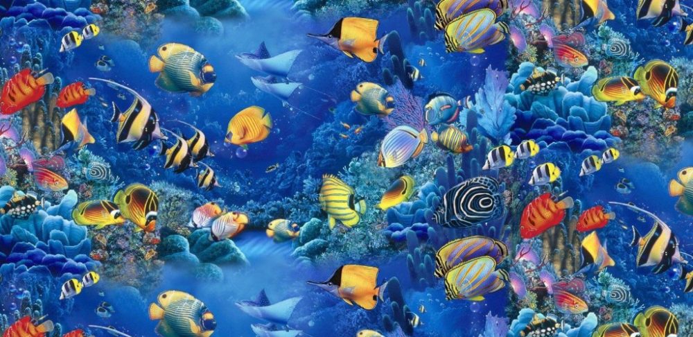 aquarium_fishes-