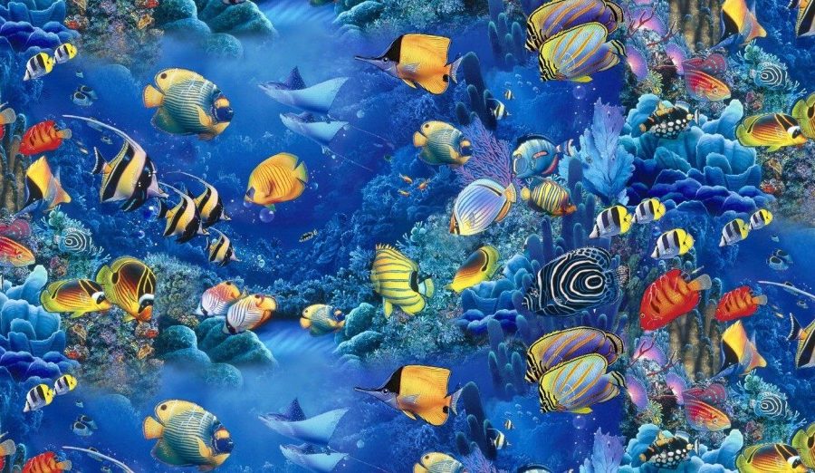 aquarium_fishes-